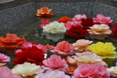 High angle view of pink flowering plants