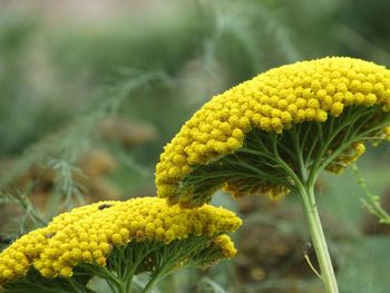 Close-up of yellow flowering plant