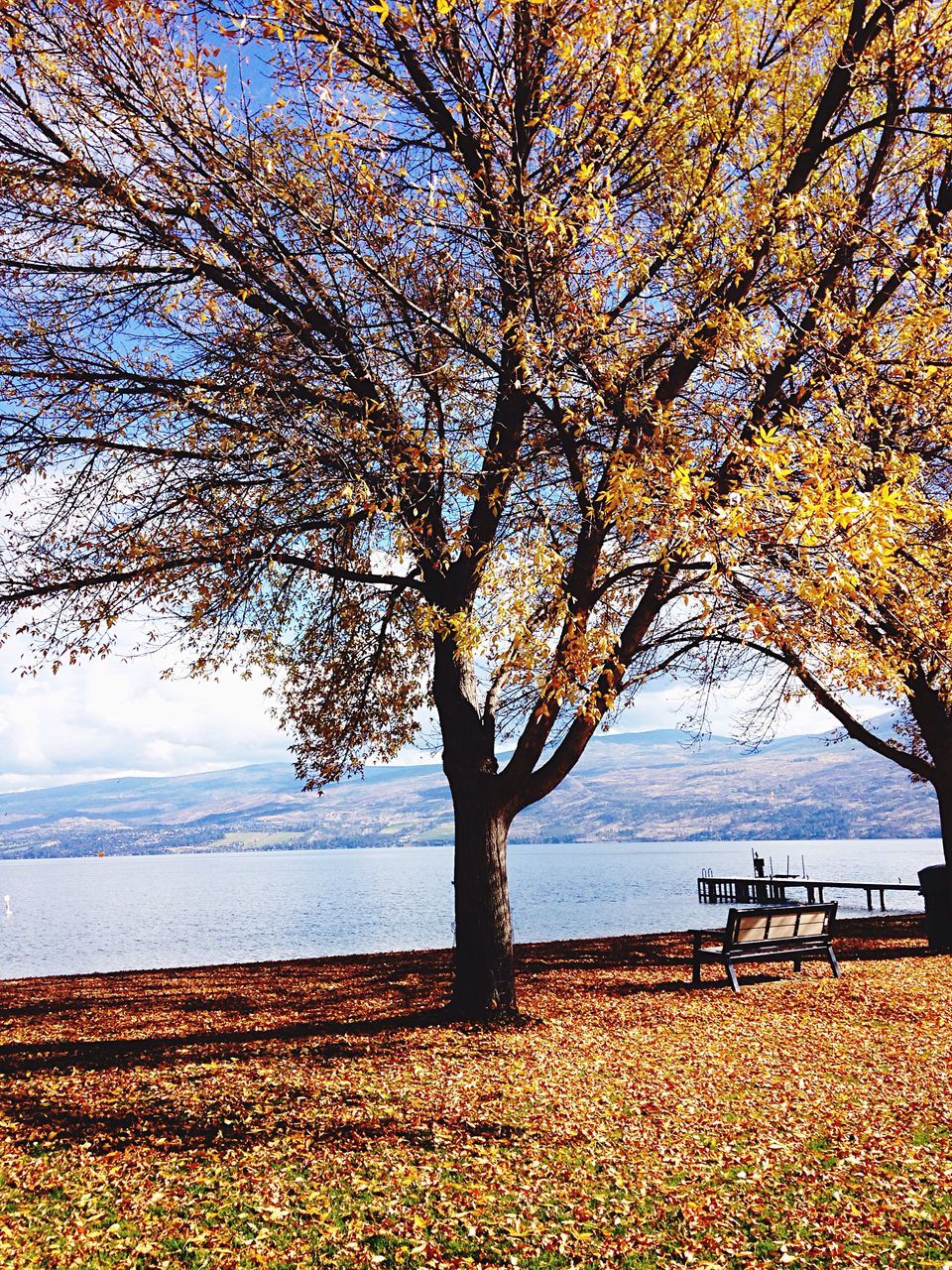 BARE TREE ON FIELD AGAINST LAKE