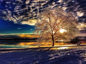 Trees against sky during winter