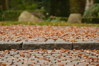 Close-up of autumn leaf on cobblestone 