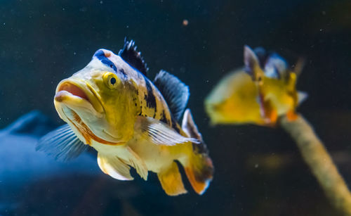 Close-up of fish swimming in sea