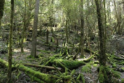 Trees in forest