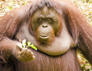 Close-up of orangutan