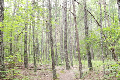 View of trees in forest