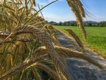 Close-up of wheat growing on field against sky