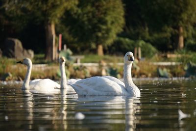 View of swans swimming in lake