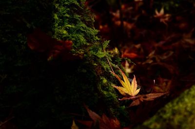 Close-up of plants at night