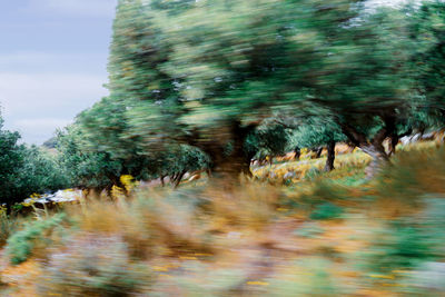 Blurred motion of trees on field against sky