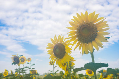 Close-up of sunflower against sky