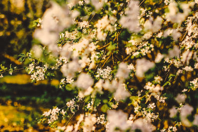 Close-up of yellow flowering plants on field