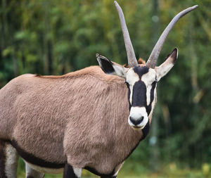 Heidekreis, germany,june 6, 2019, serengeti park, african pinbuck or oryx gazelle,