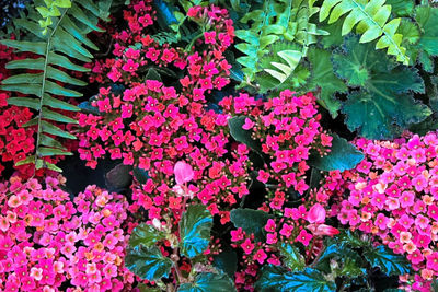 Full frame shot of pink flowers