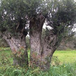 Trees growing in park