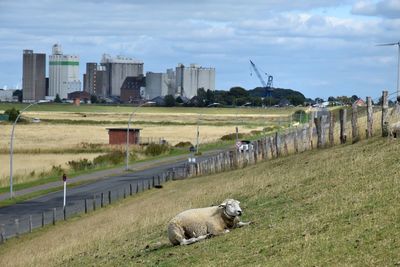 Sheep in a field