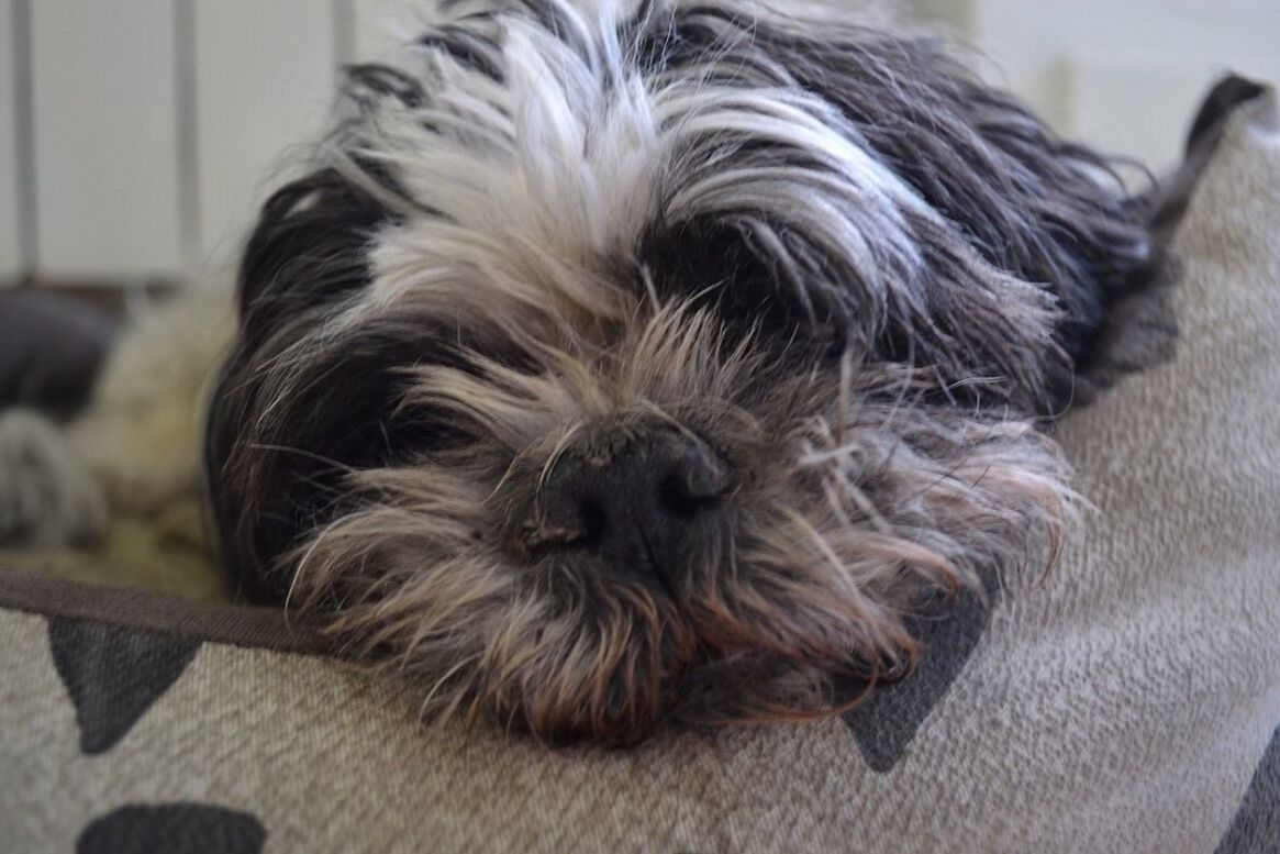 CLOSE-UP OF DOG RESTING