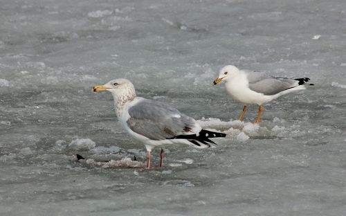 High angle view of seagulls on snow covered field