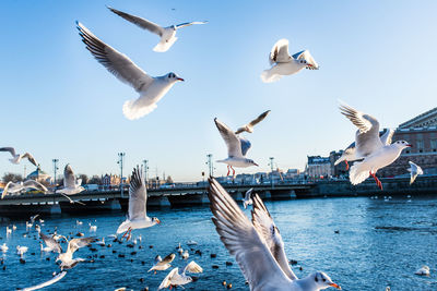 Seagulls flying over sea