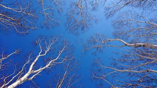 Low angle view of bare trees against clear blue sky