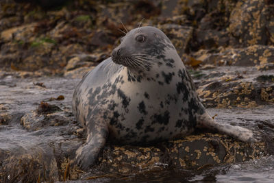 View of a grey seal on a rock