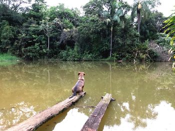 Bird sitting on a lake