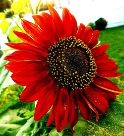 Close-up of gerbera daisy blooming outdoors