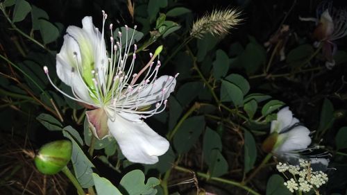 Close-up of white flowers blooming outdoors