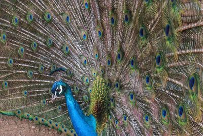 Full frame shot of peacock feathers