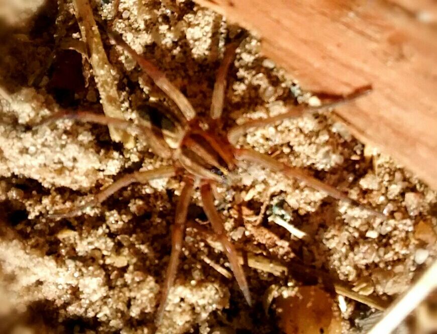 animal themes, animals in the wild, one animal, insect, wildlife, close-up, selective focus, high angle view, nature, focus on foreground, indoors, animal antenna, zoology, brown, spider, snail, no people, day, invertebrate