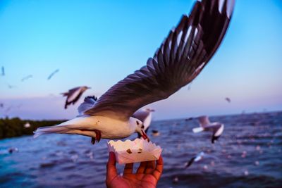 Close-up of seagull flying against the sky