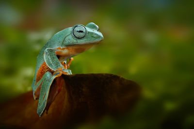 Close-up of frog