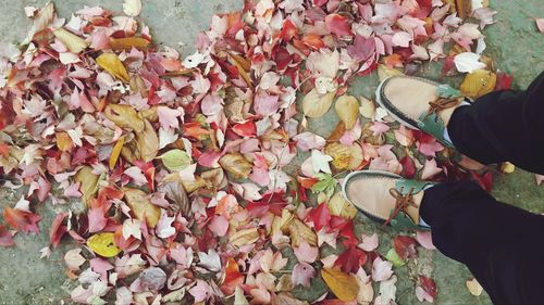 Autumn leaves on ground