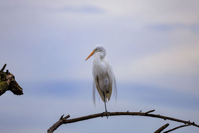 Low angle view of bird perching on branch