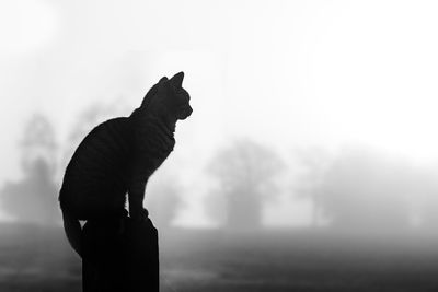 Cat sitting on bollard during foggy weather