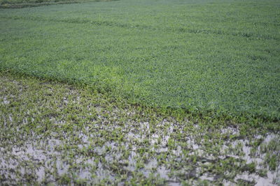 Full frame shot of fresh green field