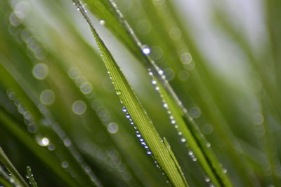 Close-up of water drops on leaf