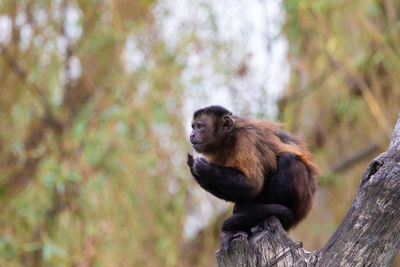 Monkey sitting in a forest