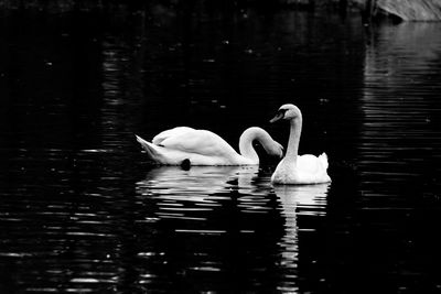 Swans swimming in lake