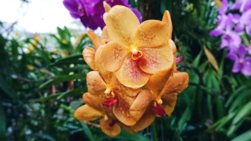 Close-up of flower blooming outdoors