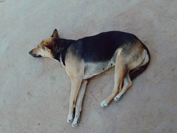 High angle view of dog standing on floor