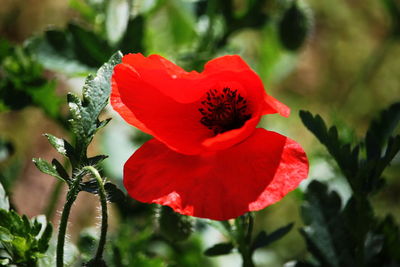 Close-up of red hibiscus blooming outdoors