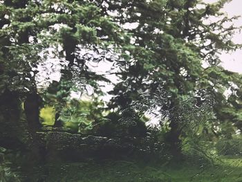 Low angle view of trees in forest