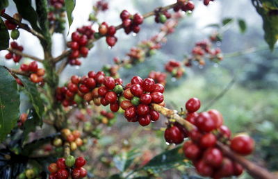 Close-up of berries growing on plant at field