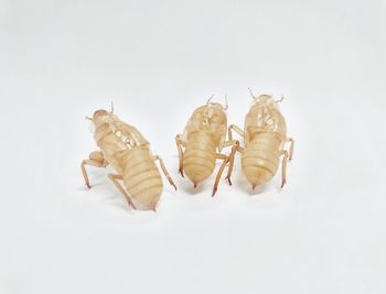 High angle view of bread on white background