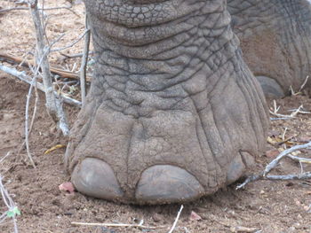 Close-up of elephant