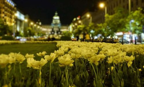 Close-up of flowers at night