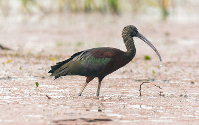 Close-up of the glossy ibis at a lake