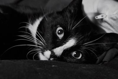 Close-up of cat resting