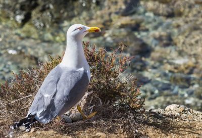 Seagull perching on rock