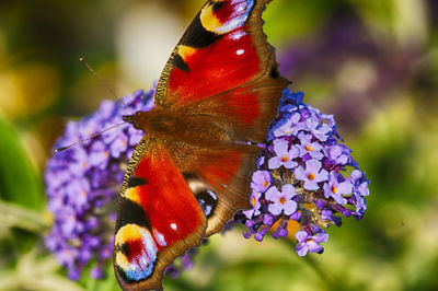 Close-up of butterfly on flower